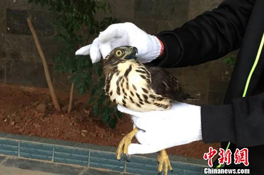 开云体育网页版-关于老鹰地板修复计划出台，准时于下赛季正式披露的信息